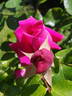 Red Dawn rose photo