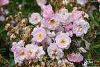 Light Pink Ricco Amorina rose photo