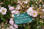 Light Pink Ricco Amorina rose photo