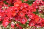 Javelin Amorina rose photo