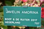 Javelin Amorina rose photo