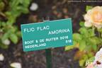 Flic Flac Amorina rose photo