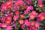 Discus Amorina rose photo
