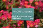 Discus Amorina rose photo