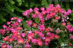 Discus Amorina rose photo