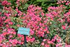 Discus Amorina rose photo