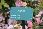 Agnes rose photo