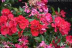 Pink Flash rose photo