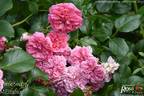 Pink Swany rose photo