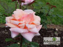 Fukuyama Anniversary rose photo