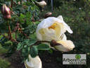 <i>Rosa spinosissima</i> 'Plena' rose photo