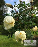 <i>Rosa spinosissima</i> 'Plena' rose photo