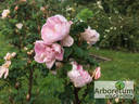 Mon Amie Claire rose photo