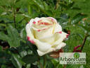 La Paloma 85 ® rose photo
