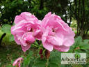 Pink Roadrunner ® rose photo