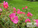 Red Dagmar rose photo