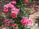 Centenaire de l'Haÿ-les-roses ® rose photo