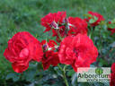 Kronjuwel ® rose photo
