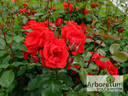 Andalusien ® rose photo