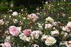 Phaedra rose photo