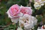 Phaedra rose photo