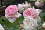 Phaedra rose photo