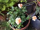 Fragrans Meillandina rose photo