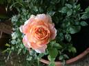 Fragrans Meillandina rose photo