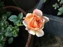 Fragrans Meillandina rose photo