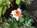 Fragrans Meillandina rose photo