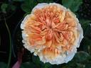 Belle d’Anjou ® rose photo