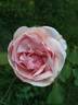 Adam rose photo