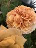 Belle d’Anjou ® rose photo