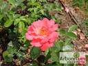 Schleswig 87 rose photo