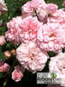 Diadem rose photo