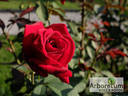 Duftzauber rose photo
