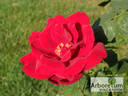 Papa Meilland, Cl. ® rose photo