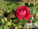 Norita ® rose photo
