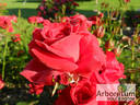 Nina Weibull ® rose photo