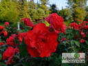Mathias Meilland ® rose photo