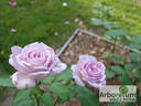 Tarde Gris rose photo