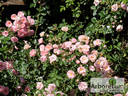Sommerwind ® rose photo