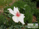 White Wings rose photo
