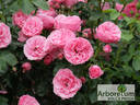 Leonardo da Vinci, Cl. rose photo