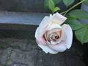 Dona Martin rose photo