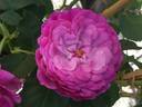 Eufemia rose photo
