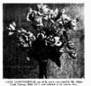 Lady Huntingfield rose photo