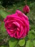 François Arago rose photo