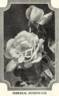 Imperial Potentate rose photo