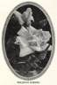 Wilhelm Kordes rose photo